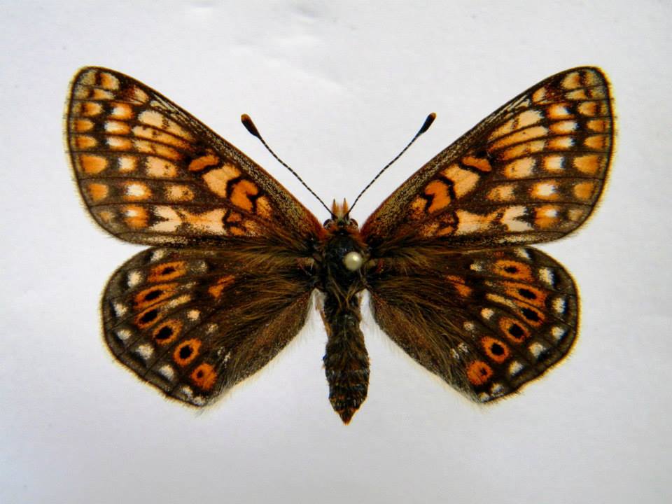 Euphydryas aurinia (cold shock abberant) 7 (Internet Image property of respective owner, non-commercial use only)